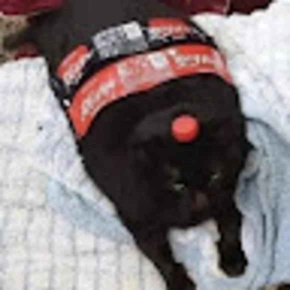 Meet your Posher, Sky - Picture 1 of 1